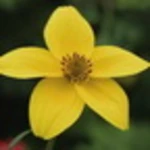 Logo of Yellow flower on green android Application 