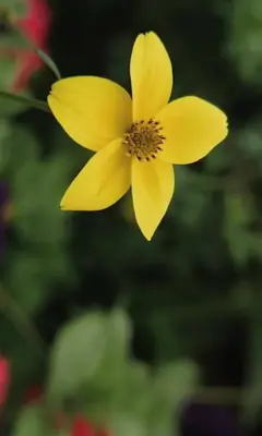 Yellow flower on green android App screenshot 0